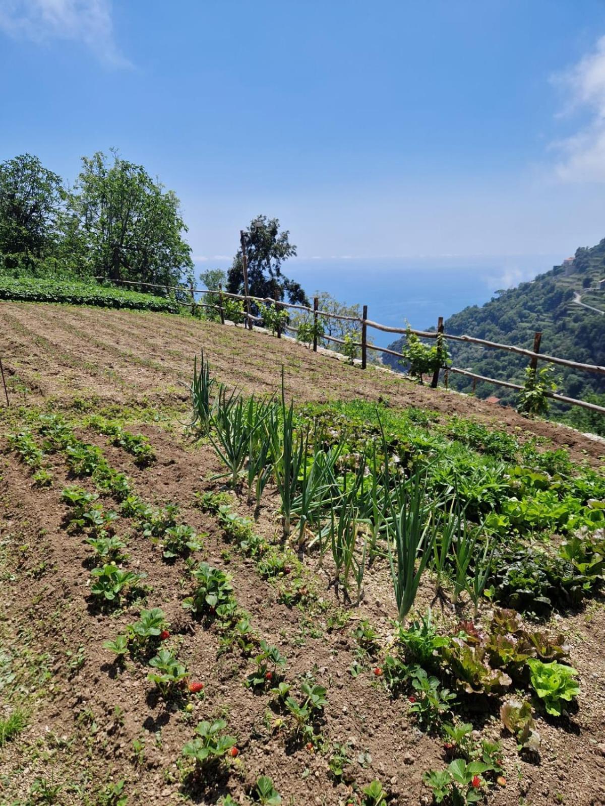 Agriturismo Orrido Di Pino Agerola Eksteriør billede